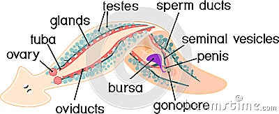 Reproductive system of planaria flatworm Vector Illustration